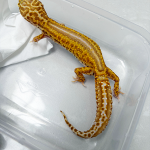 L085 Gecko Bell Lavender Reverse Stripe betina