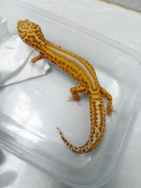 L085 Gecko Bell Lavender Reverse Stripe betina
