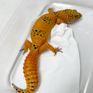 L089 Gecko Baldy Spot ph Tremper SUPER RARE