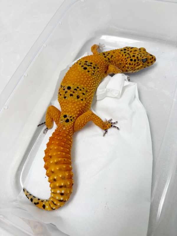 L089 Gecko Baldy Spot ph Tremper SUPER RARE