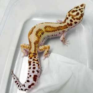 L128 Gecko White & Yellow Mack Snow Bell Stripe