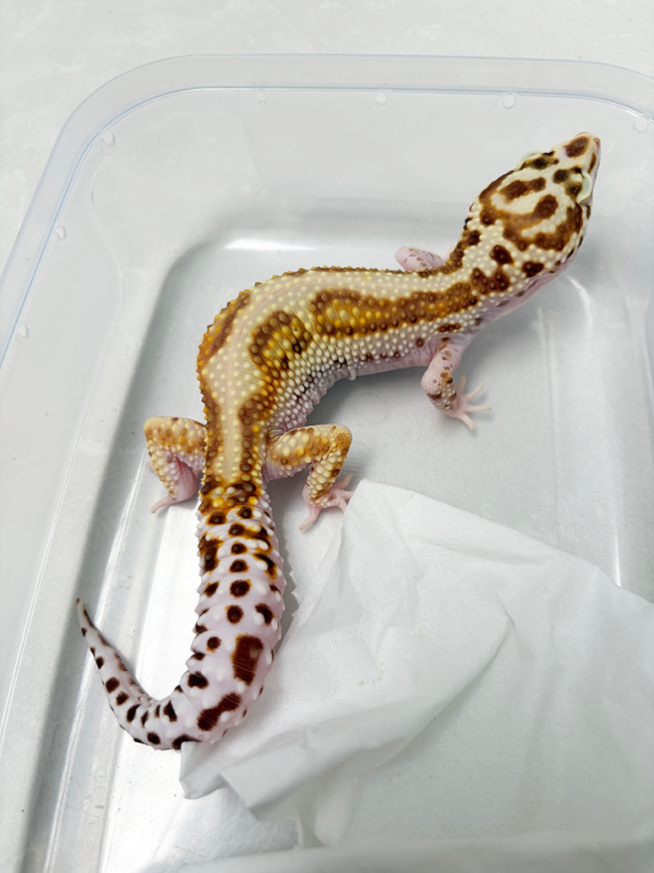 L128 Gecko White & Yellow Mack Snow Bell Stripe