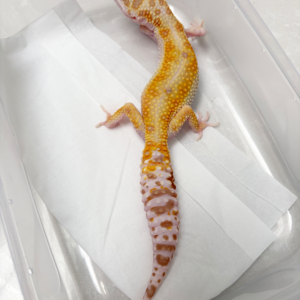 R250010 Gecko White & Yellow Tremper Stripe betina