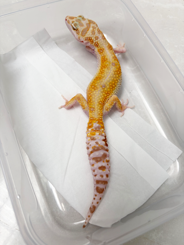 R250010 Gecko White & Yellow Tremper Stripe betina