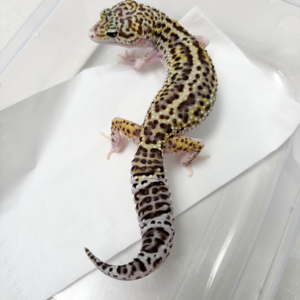 R250015 Gecko Mack Snow Eclipse BNC bahan panda