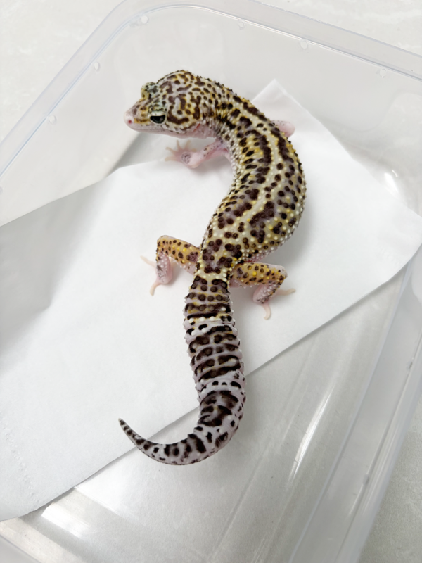 R250015 Gecko Mack Snow Eclipse BNC bahan panda