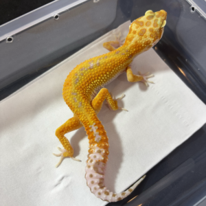 R250398 Gecko Tremper Red Stripe betina nice color R250398 Gecko Tremper Red Stripe betina nice color