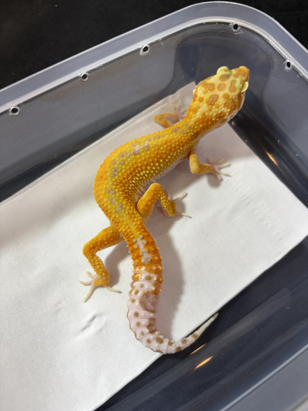 R250398 Gecko Tremper Red Stripe betina nice color