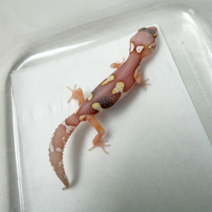 R260091 Gecko Mack Snow Bell Black Night Cross