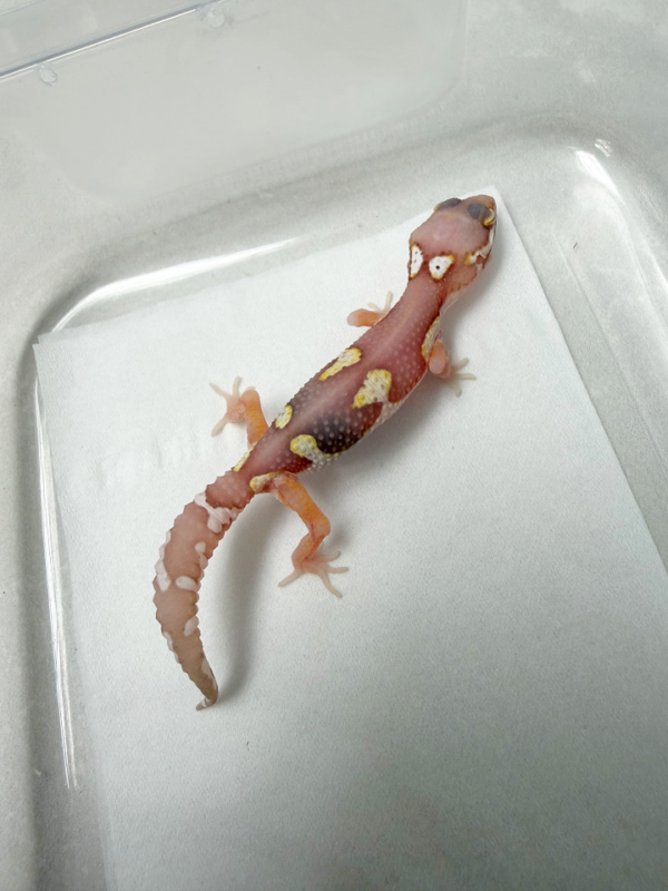 R260091 Gecko Mack Snow Bell Black Night Cross