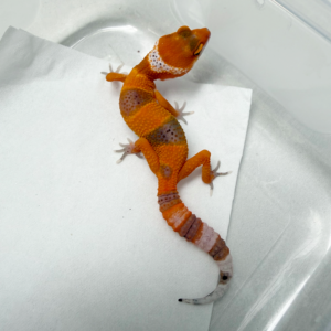 R260109 Gecko SHTCTB Tomato Line het Tremper