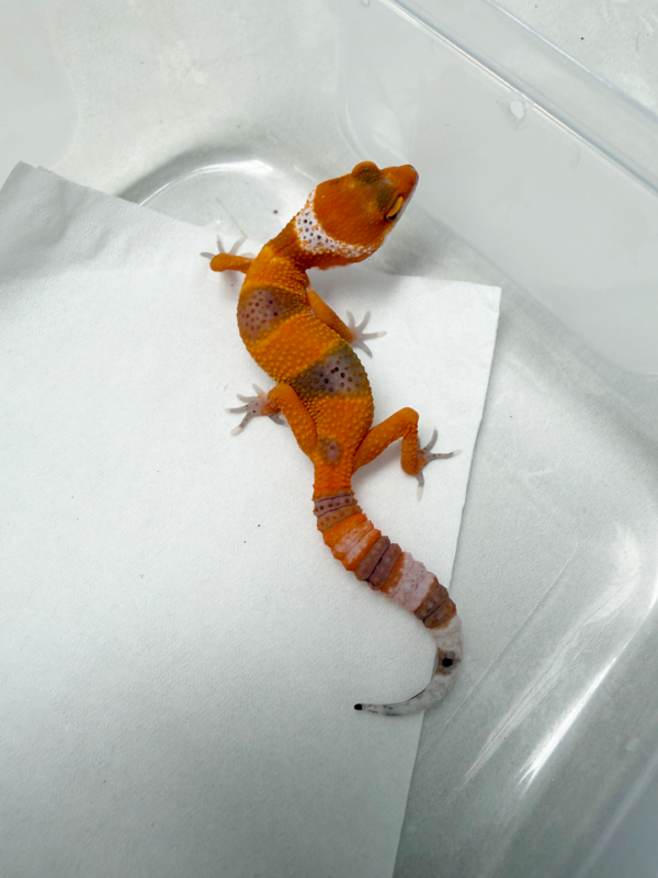 R260109 Gecko SHTCTB Tomato Line het Tremper