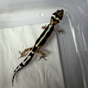 R260117 Gecko Mack Snow Bold Stripe het Tremper