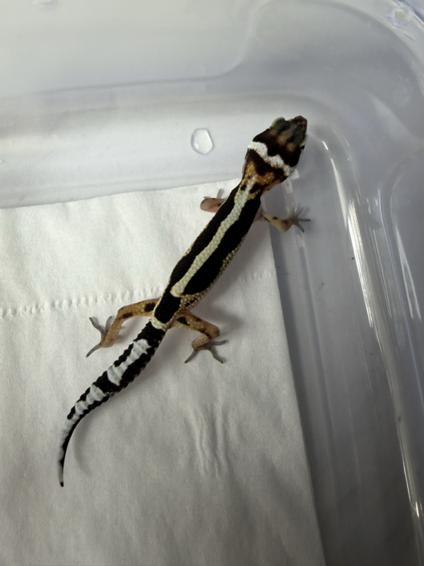 R260117 Gecko Mack Snow Bold Stripe het Tremper