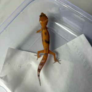 R260123 Gecko Patty Stripe CT ph Tremper