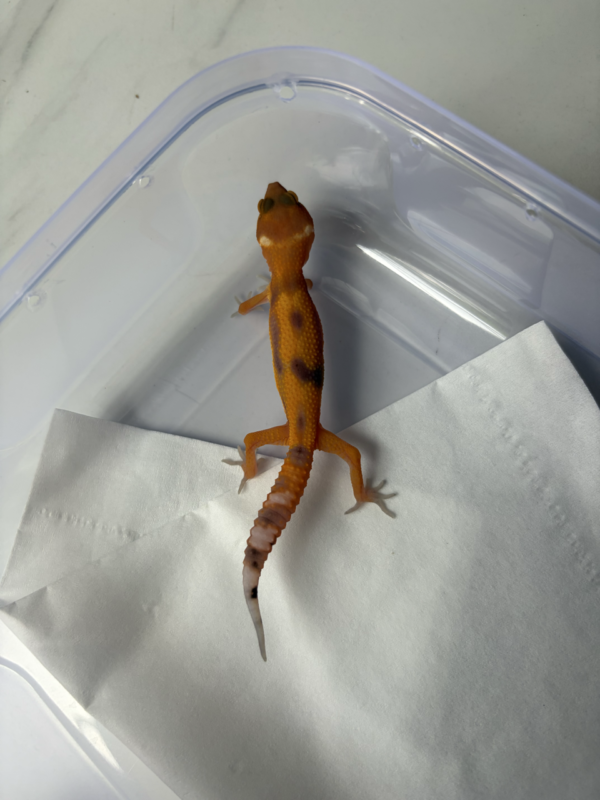 R260123 Gecko Patty Stripe CT ph Tremper