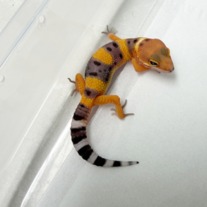 R260124 Gecko Hypo Tangerine incub betina