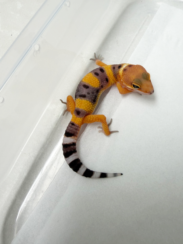 R260124 Gecko Hypo Tangerine incub betina
