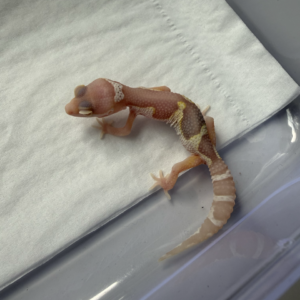 R260128 Gecko Mack Snow Bell Black Night Cross