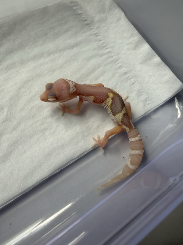 R260128 Gecko Mack Snow Bell Black Night Cross