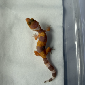 R260130 Gecko Hybino ph RAPTOR