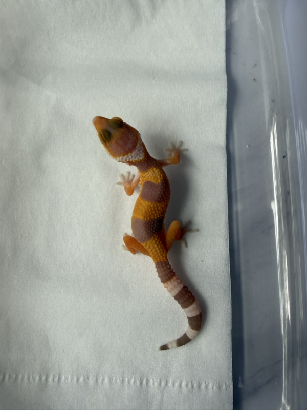 R260130 Gecko Hybino ph RAPTOR