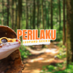 karakter dan perilaku gecko yang jarang diketahui
