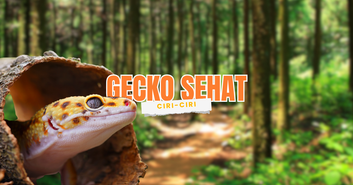 tips memilih leopard gecko yang sehat