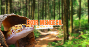 waspada ekor gecko mengecil