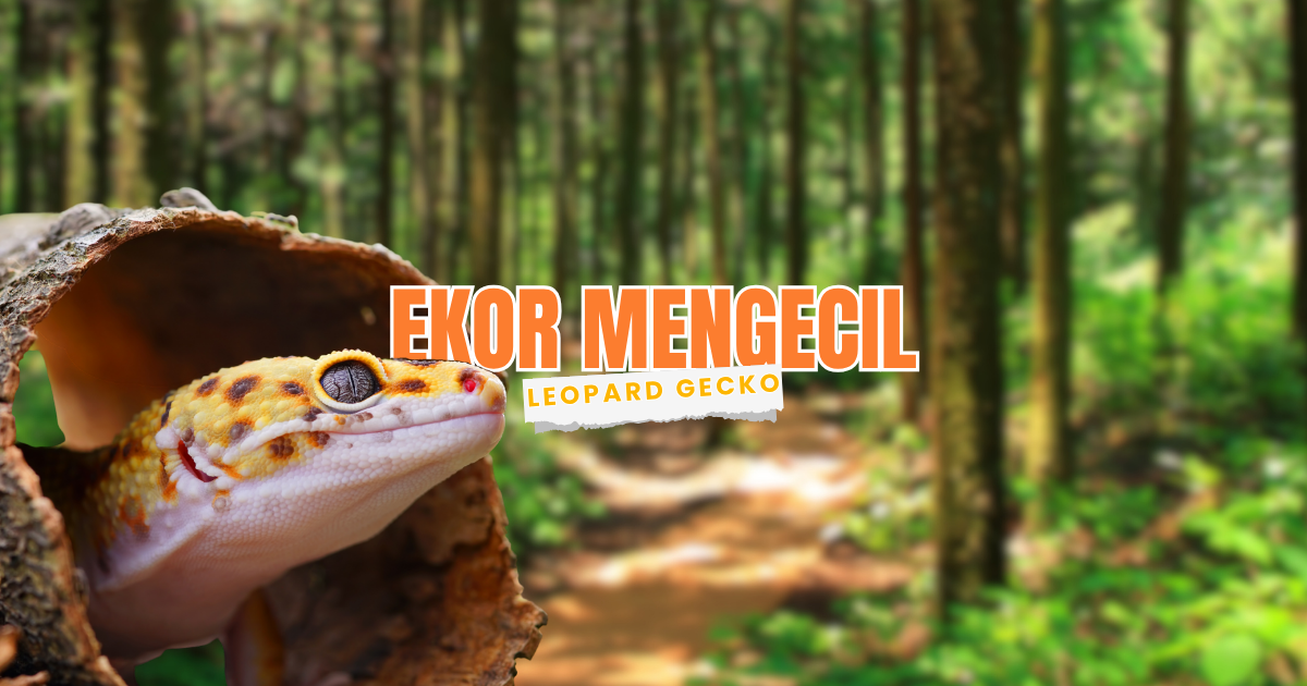 waspada ekor gecko mengecil