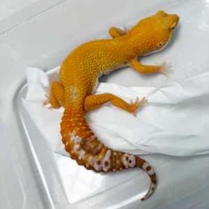 B250229 Gecko Tremper Emerine Stripe