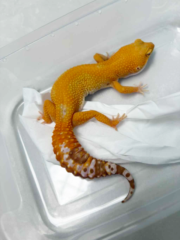 B250229 Gecko Tremper Emerine Stripe