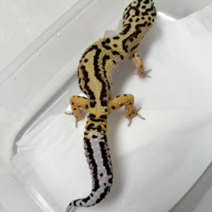 B250360 Bold Jungle ph Tremper jantan B250360 Bold Jungle ph Tremper jantan