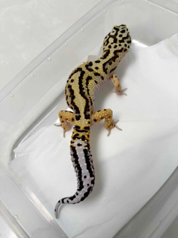 B250360 Bold Jungle ph Tremper jantan