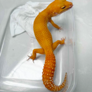 B250494 Gecko Sunglow het RAPTOR betina