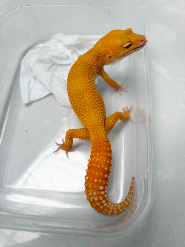 B250494 Gecko Sunglow het RAPTOR betina