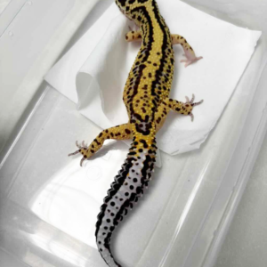 B250509 Gecko Bold Stripe betina