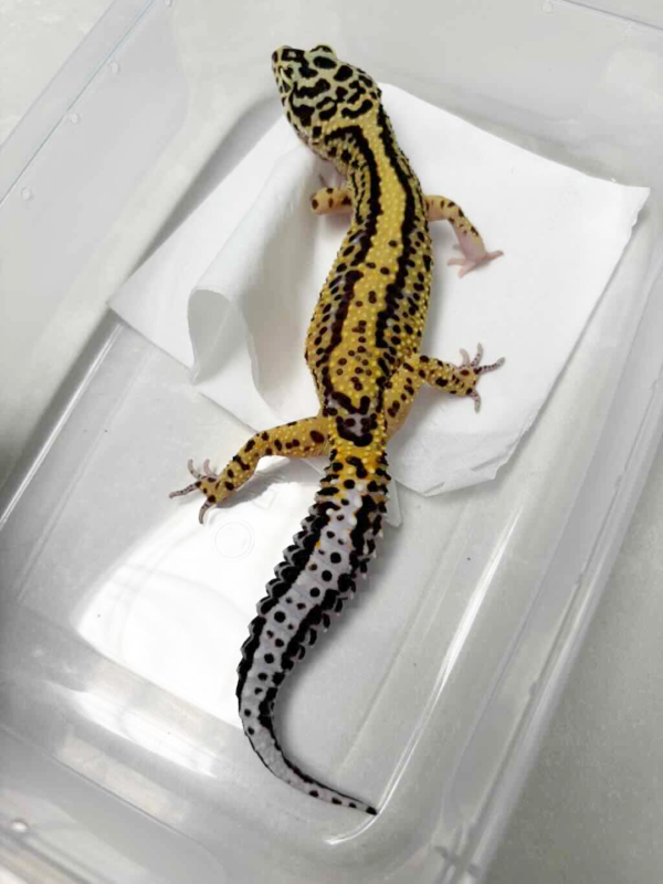 B250509 Gecko Bold Stripe betina