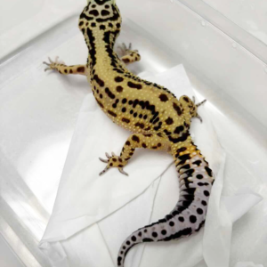 B250513 Gecko Bold Stripe betina