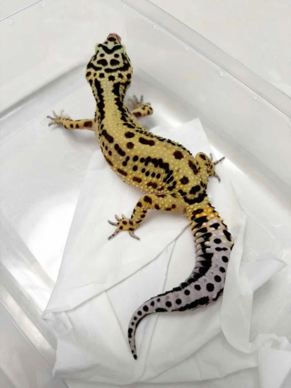 B250513 Gecko Bold Stripe betina