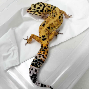 B250518 Gecko Tangerine het Tremper betina