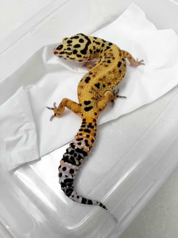 B250518 Gecko Tangerine het Tremper betina