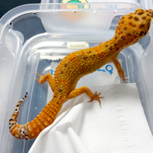 B250581 Gecko Baldy Spot betina B250581 Gecko Baldy Spot betina