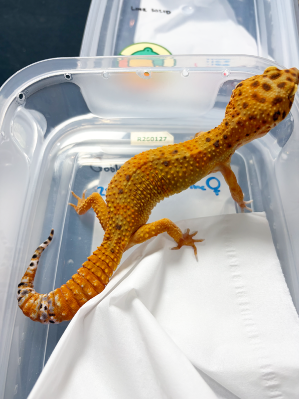B250581 Gecko Baldy Spot betina