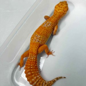B250584 Tremper Lavender betina