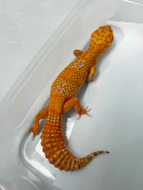 B250584 Tremper Lavender betina