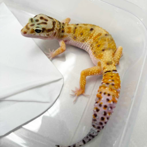 B251172 Hypo Tangerine ph RAPTOR betina