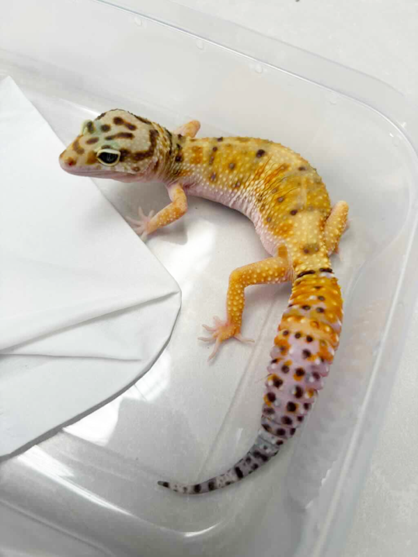 B251172 Hypo Tangerine ph RAPTOR betina