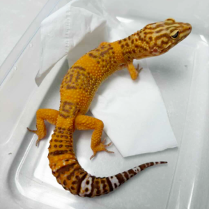 B251173 Tangerine Albino betina