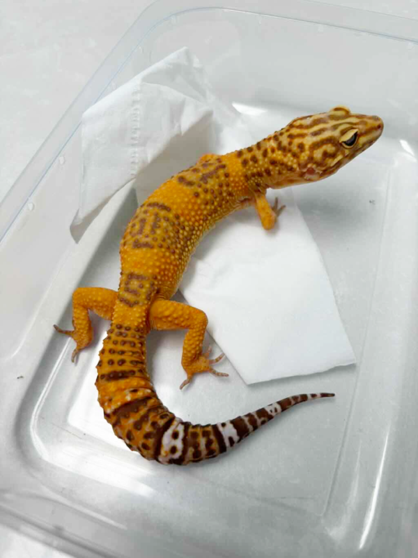 B251173 Tangerine Albino betina
